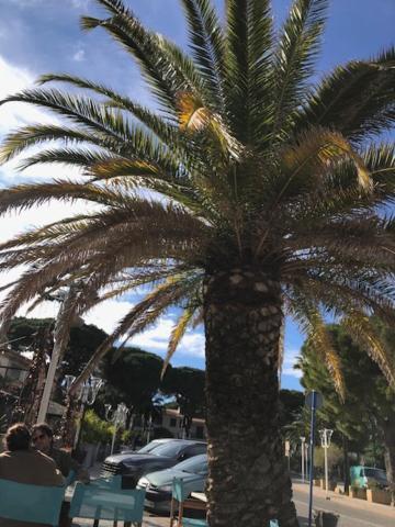 Apartment Rez De Jardin Cavalaire-sur-Mer